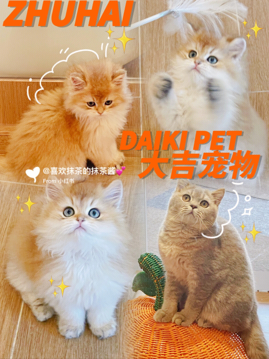 小奶猫回家地址图片