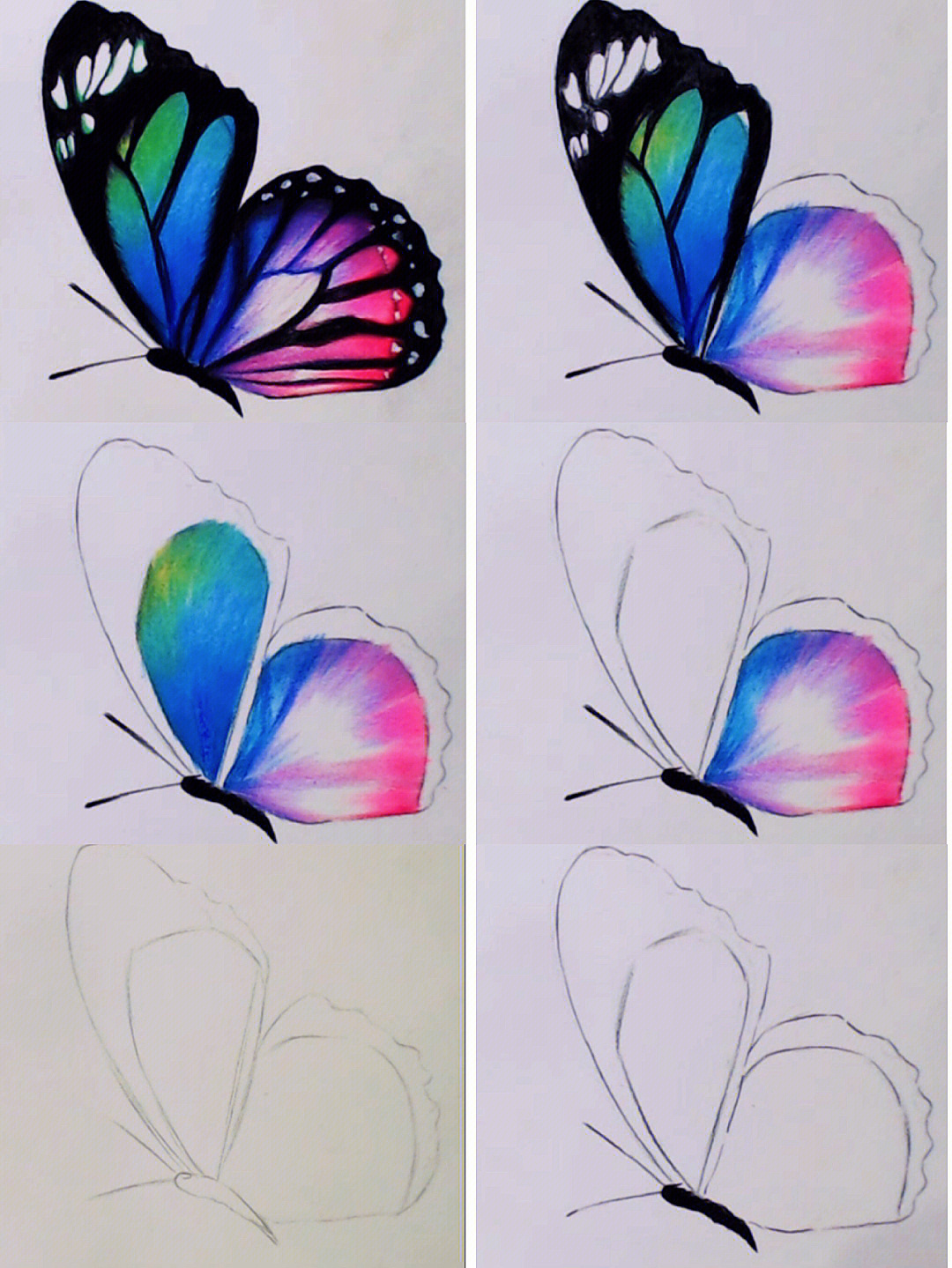 蝴蝶彩铅画画法图片