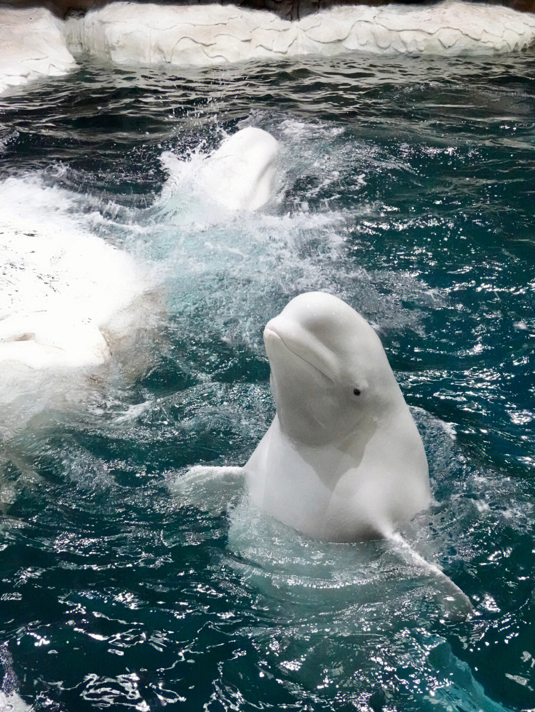 白鲸拟人图片