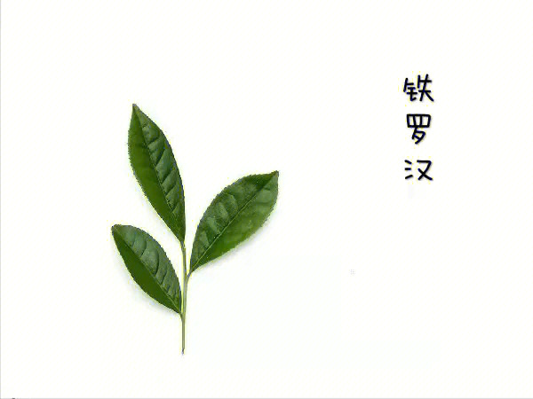 铁罗汉是武夷岩茶四大名丛之一,母树原产地传说在内鬼洞据清代