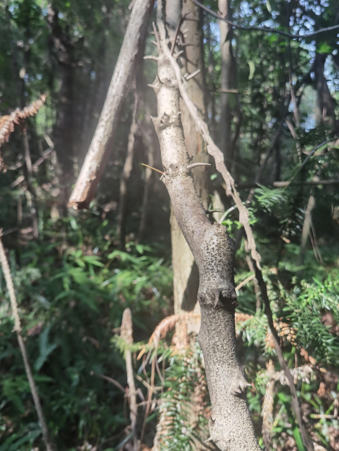 带刺长藤植物图片图片