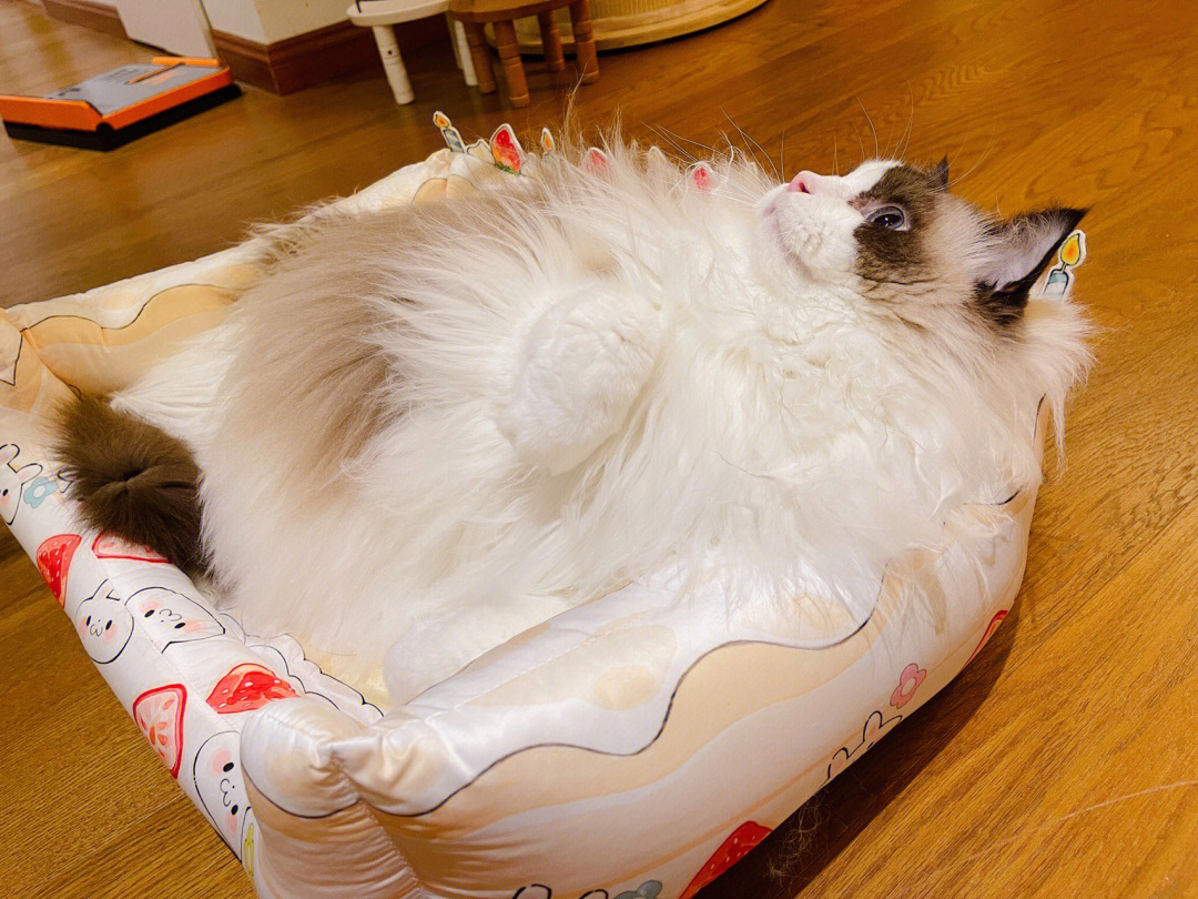 布偶猫沙发思想家肥仔