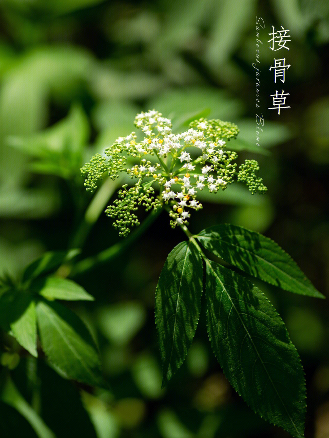 接骨草陆英九月的植物