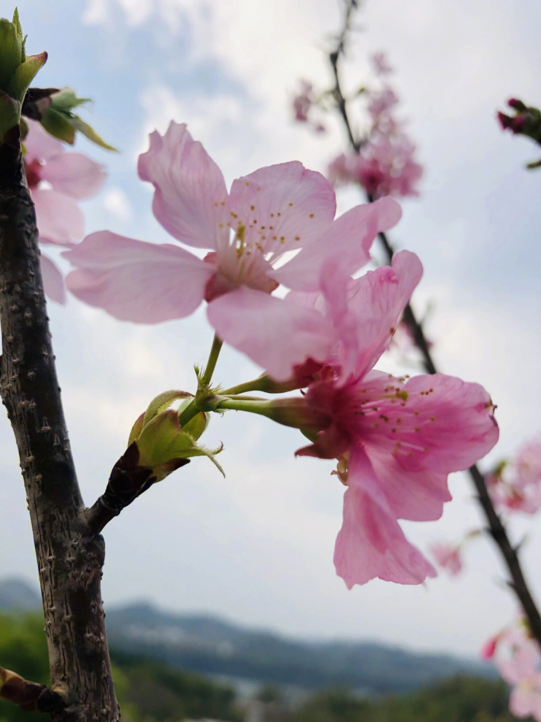 柳州环江樱花谷图片