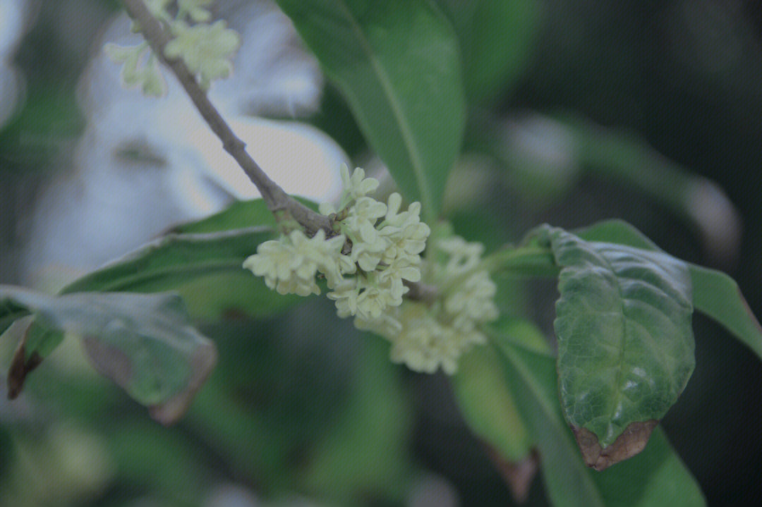 深秋的桂花