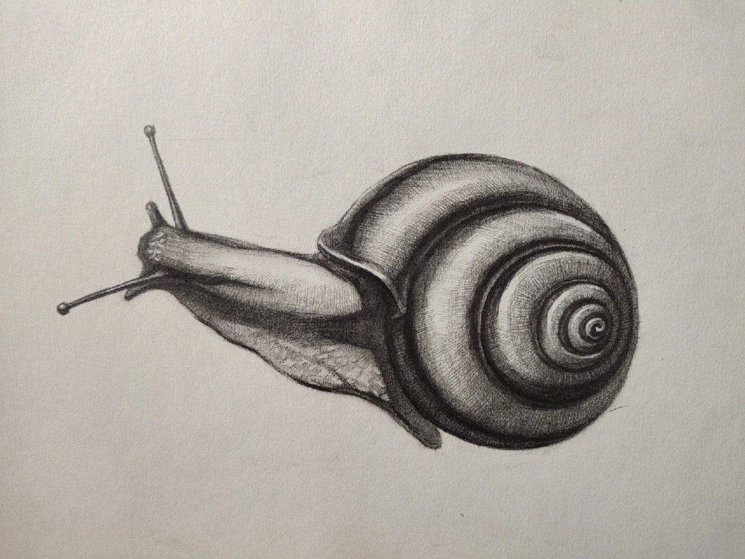 蜗牛的素描表现