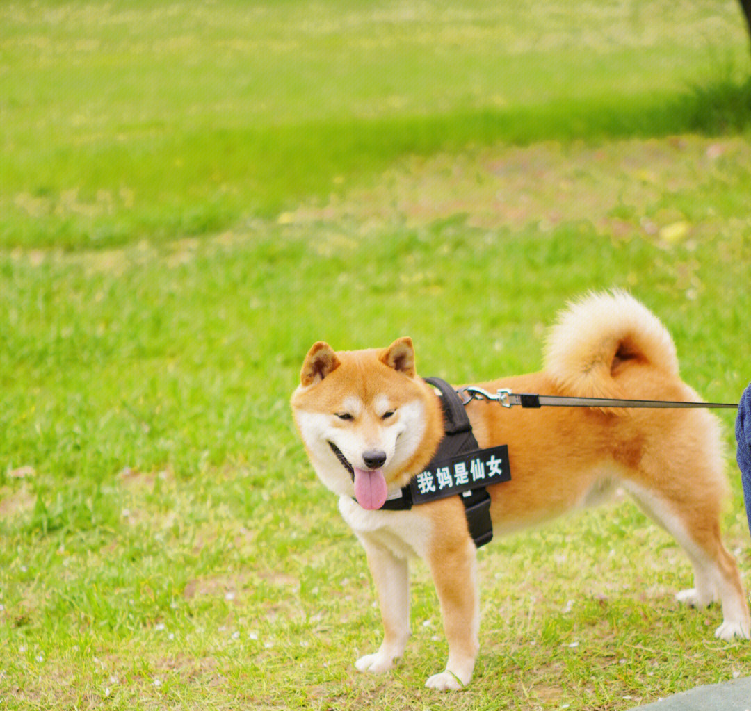 秋田犬与樱花