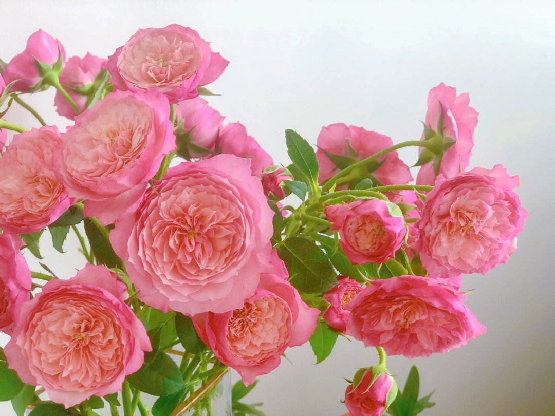 奥斯汀蝴蝶玫瑰花语图片