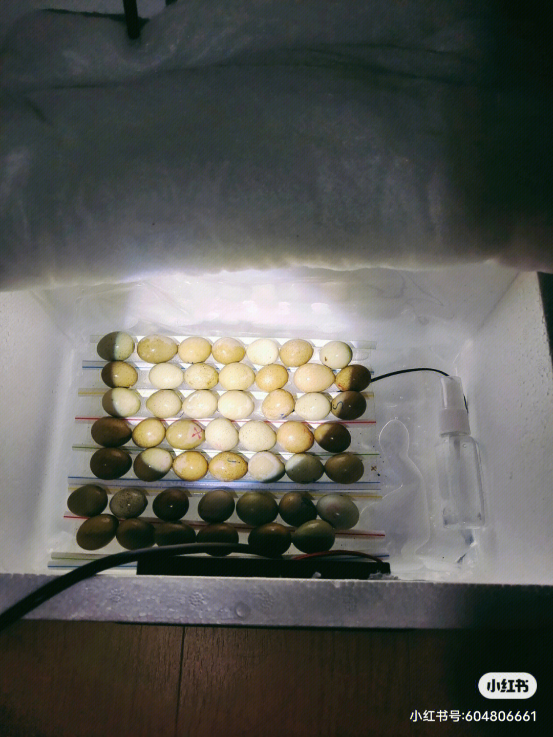 芦丁鸡孵化到捡蛋需要多久