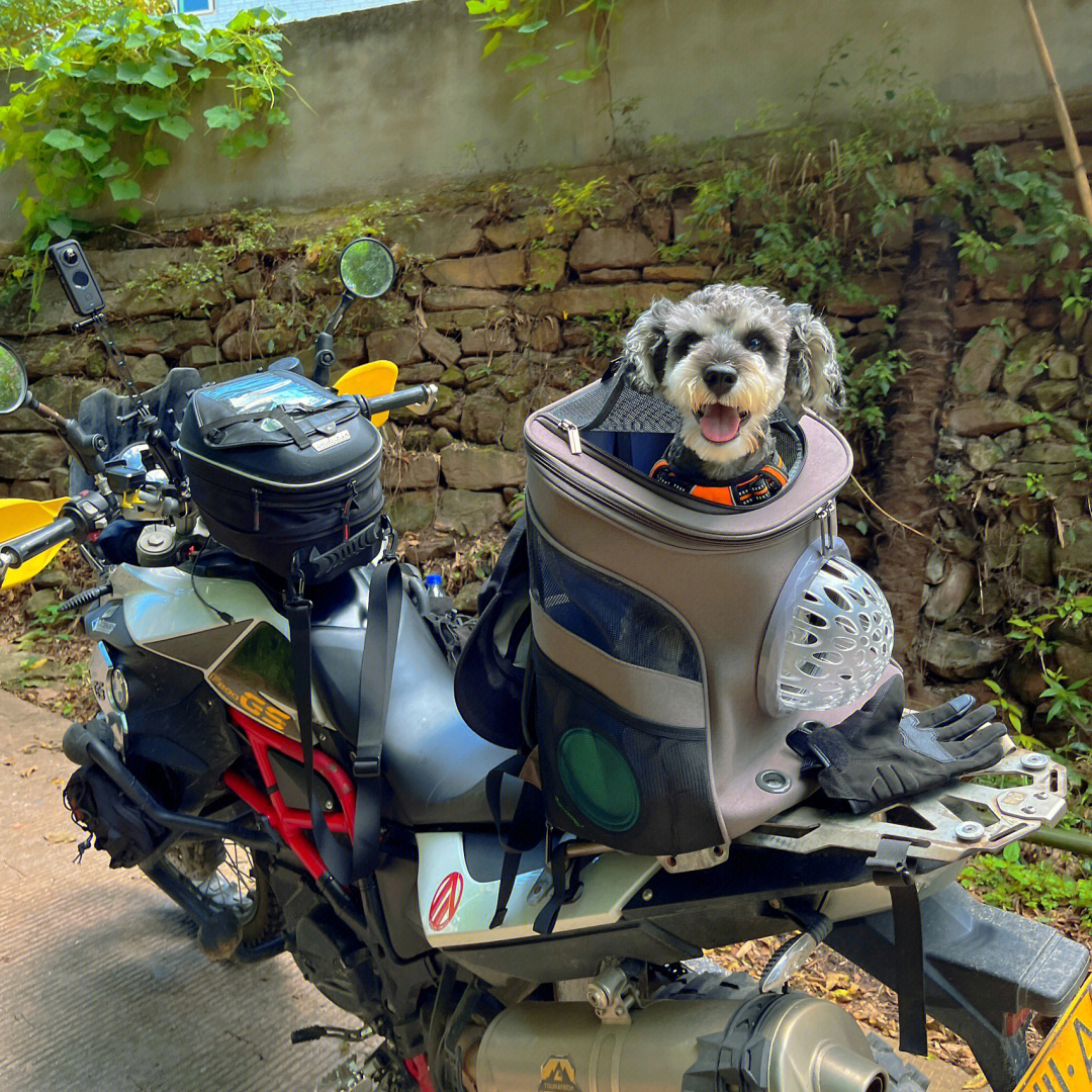 dota日常我的小狗狗真的很爱坐摩托兜风耶