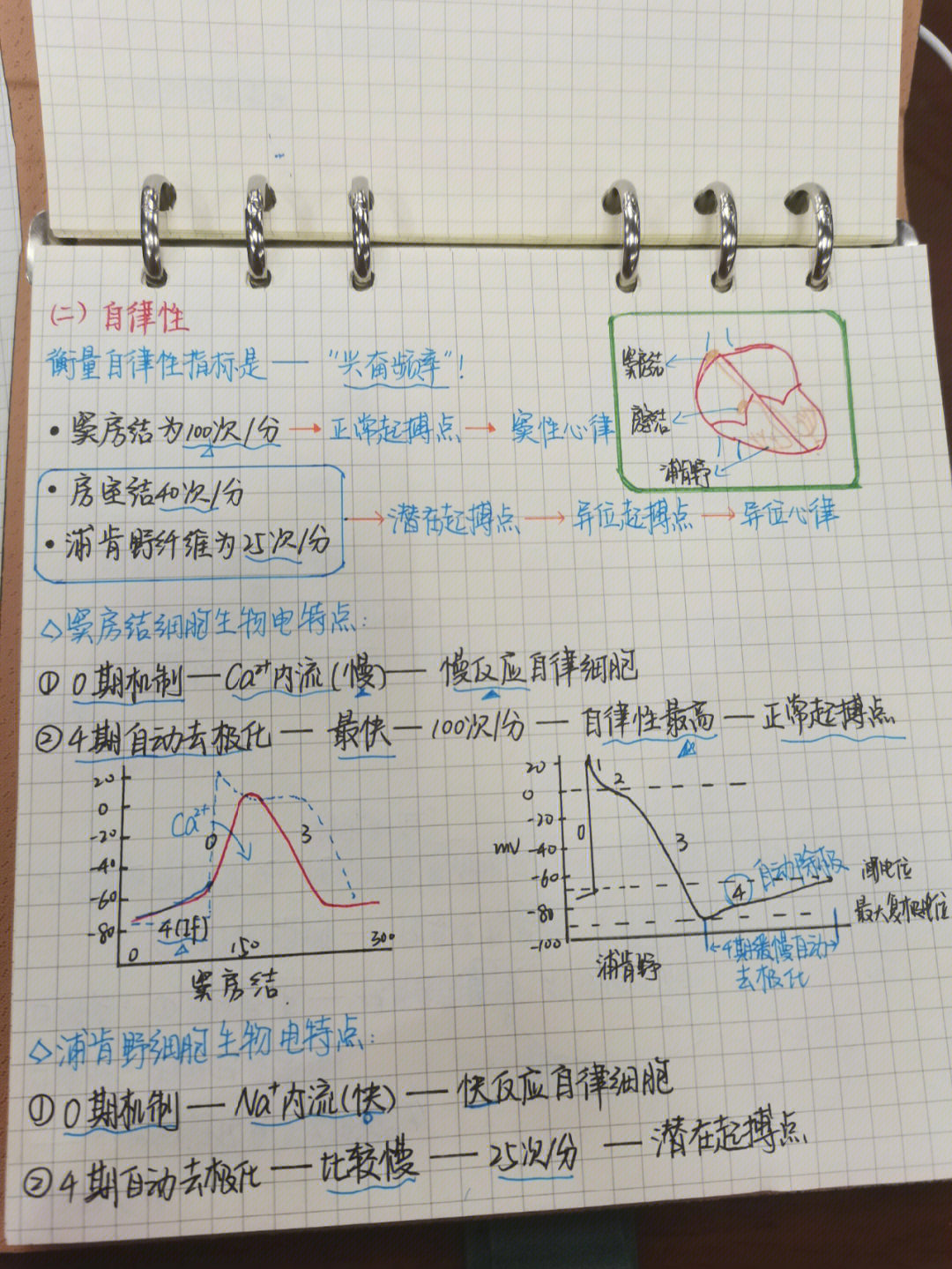 浦肯野纤维图片