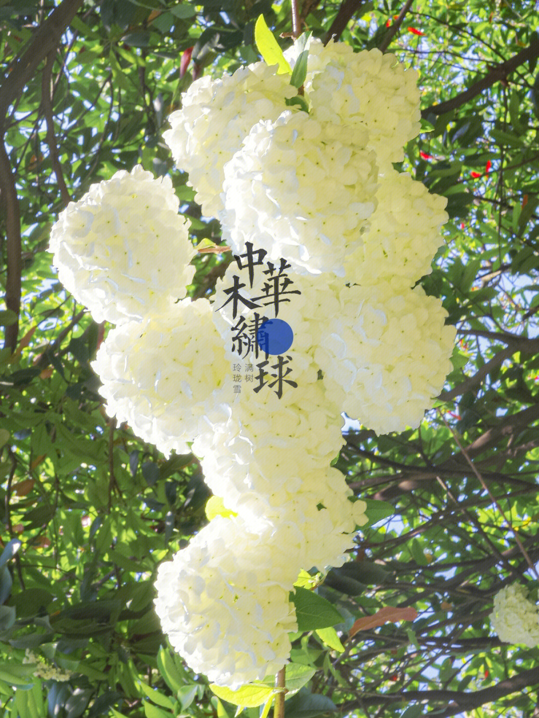 花朵簇簇的拼音图片