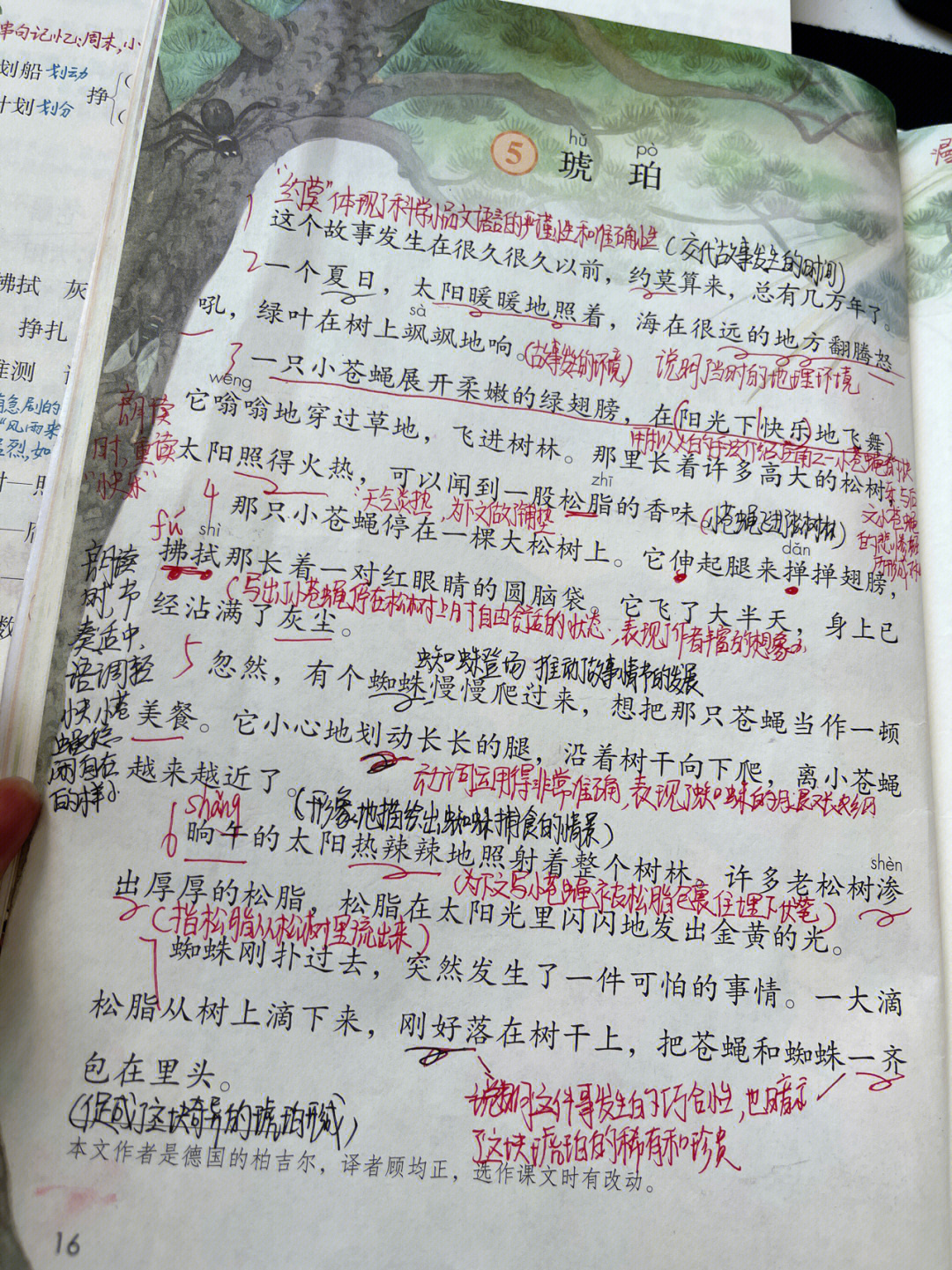 琥珀的课文批注图片