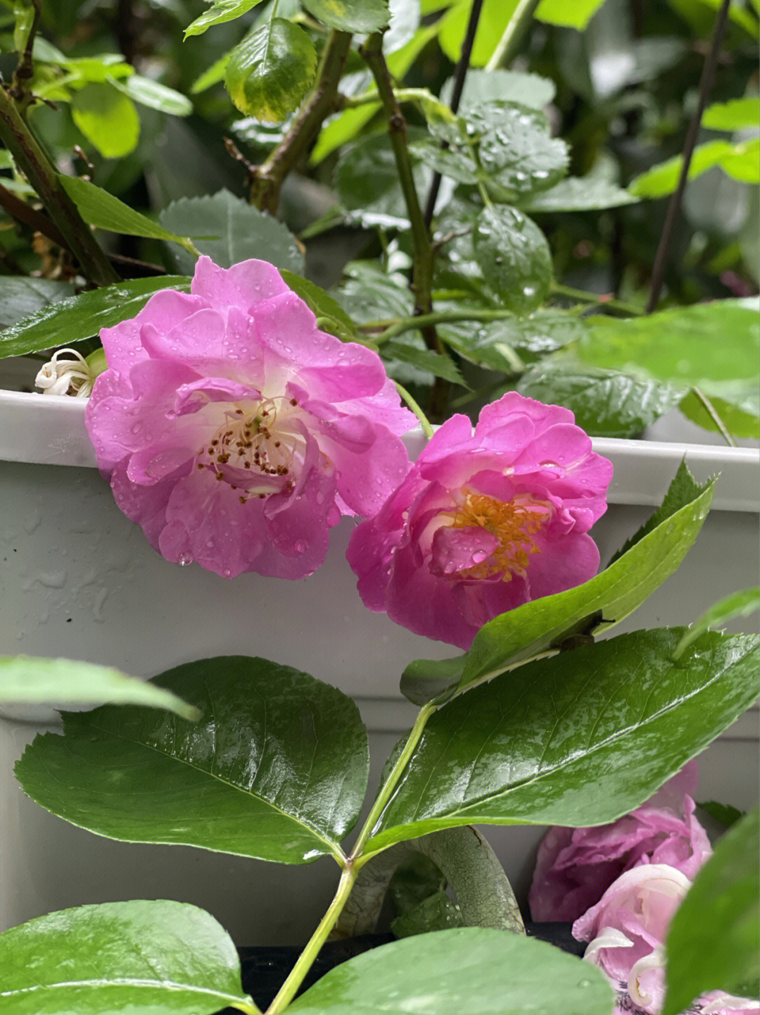 雨中花蔷薇图片