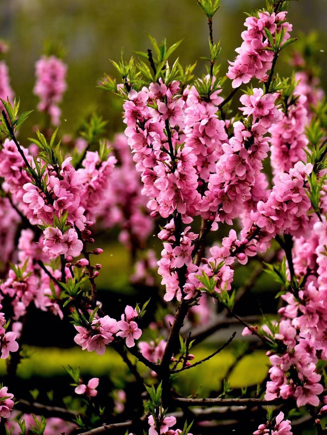 桃花红李花白秦观图片