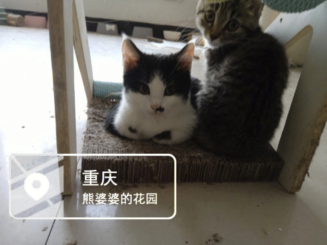 重庆流浪猫收养中心图片