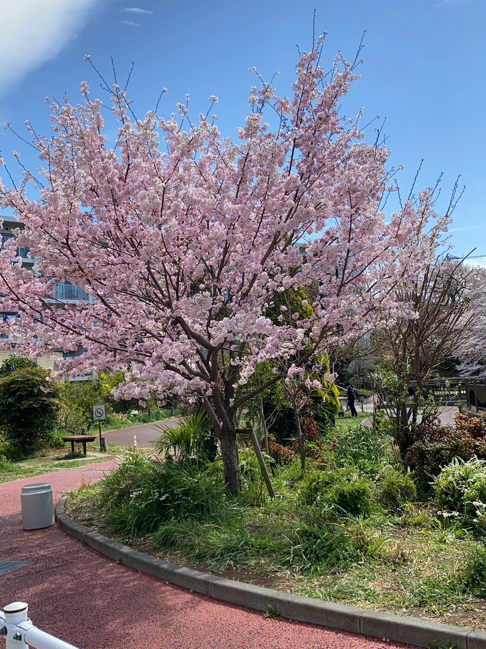 东京樱花