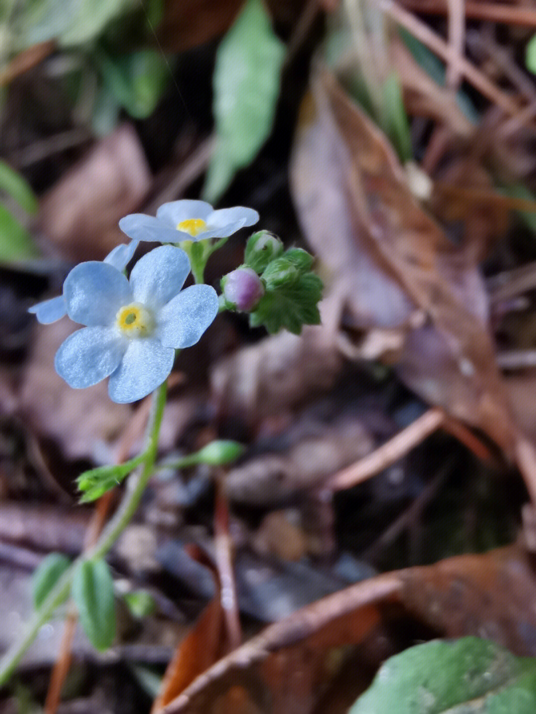 钝萼附地菜