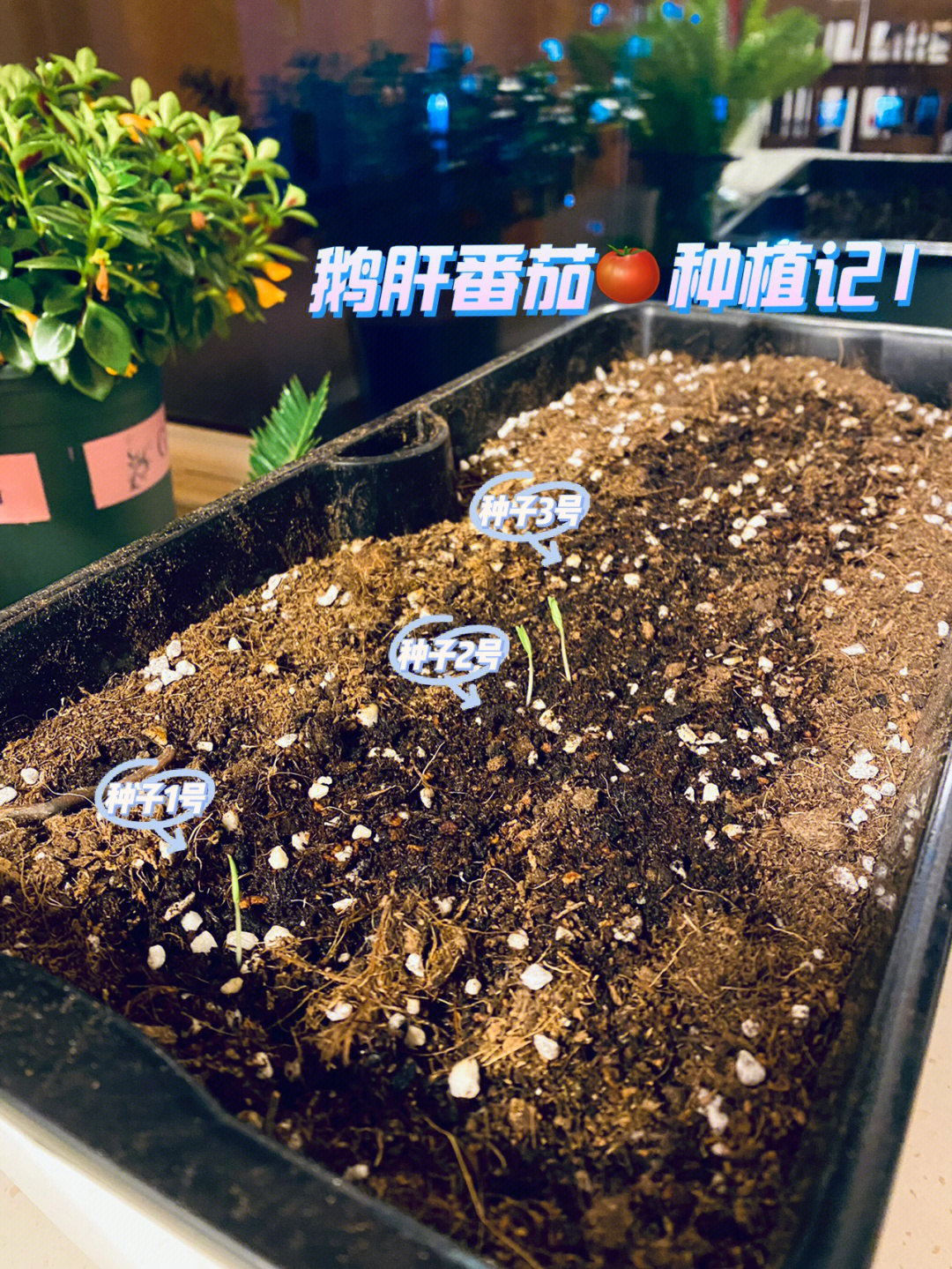 因为是新手,在种之前咨询了卖家,说要泡发种子5个小时再种,家里正好有