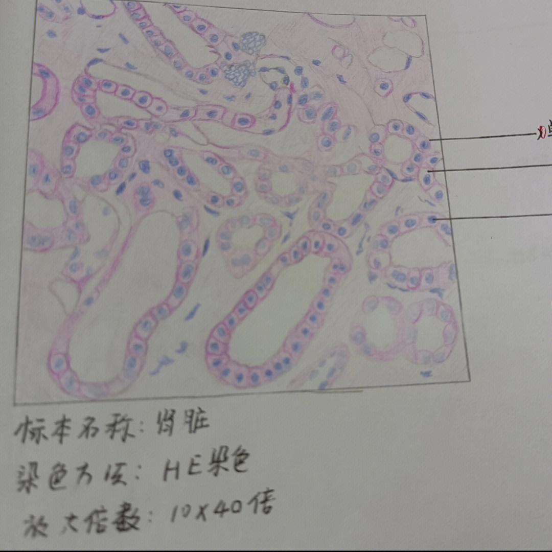 胃切片显微镜手绘图图片