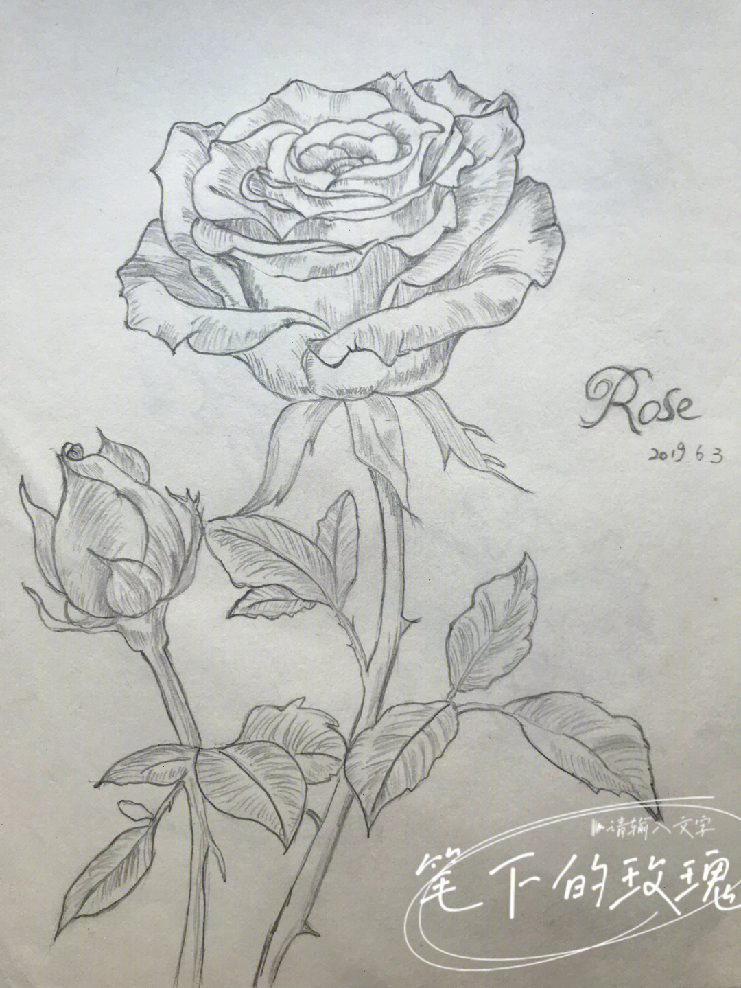 玫瑰铅笔画 简单图片