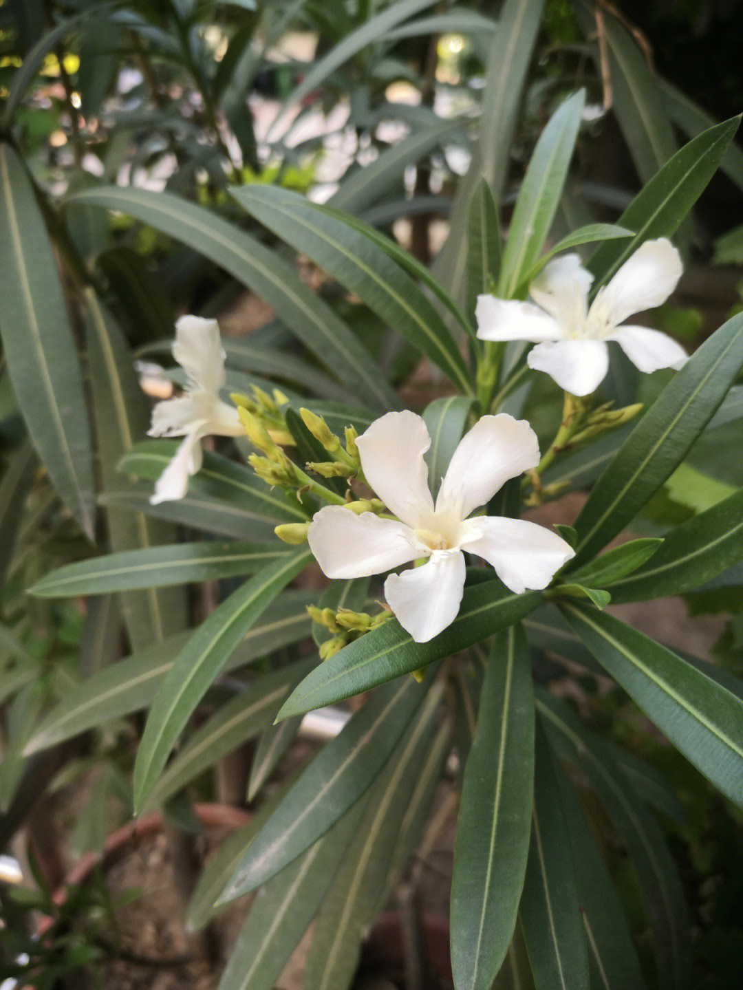 这是什么花 识别拍照图片