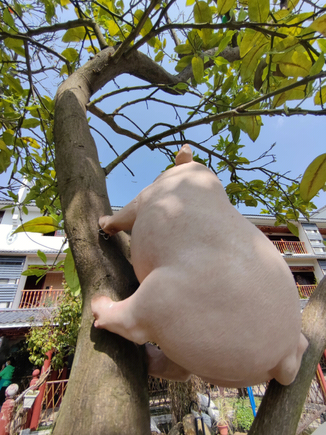猪猪上树