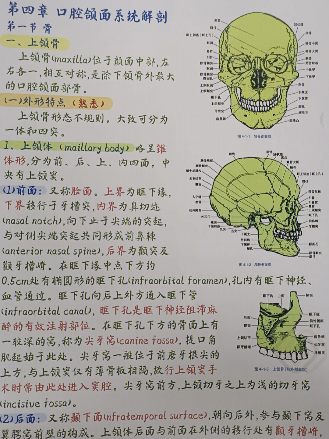 he与颌位第四章 口腔颌面系统解剖第五章 口腔颌面部颈部局部解剖第八