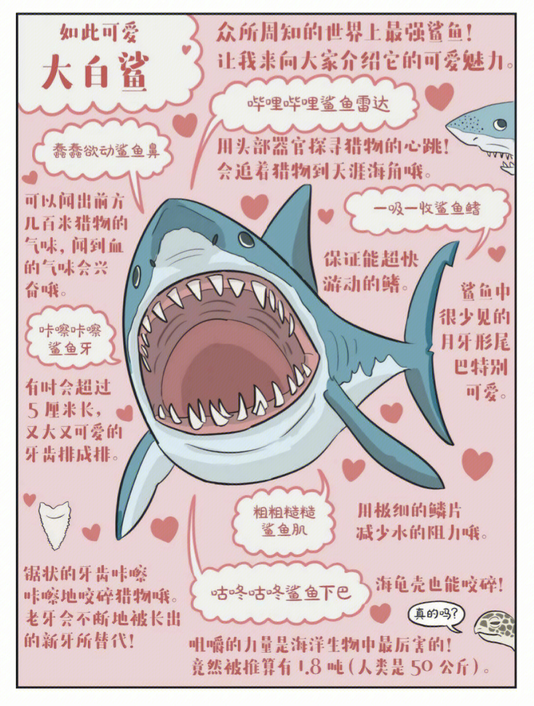 大白鲨可爱可怜图片