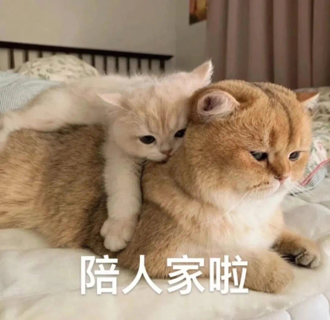 猫猫狗狗撒娇表情包我知道你最好啦