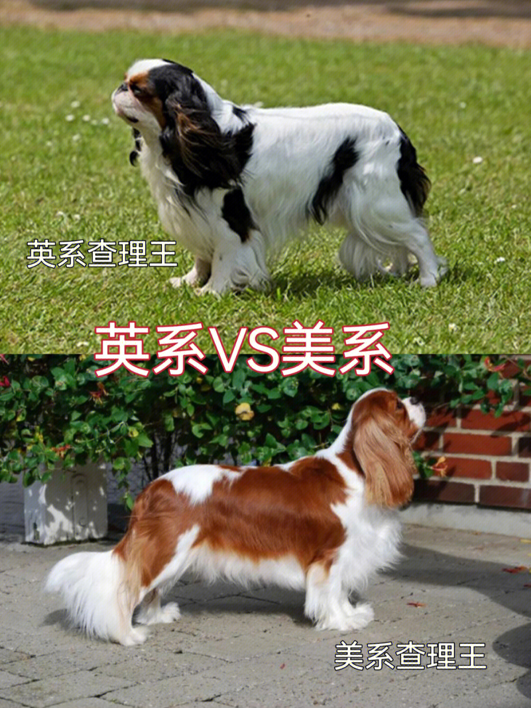 查理王犬的智商图片