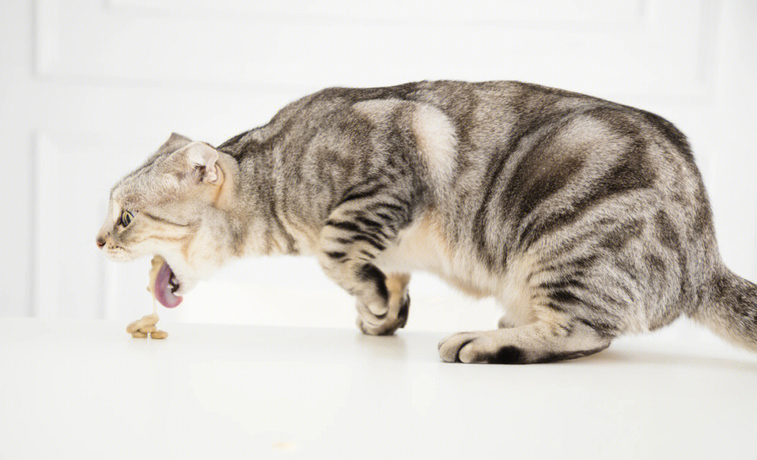 肠胃猫高清图图片