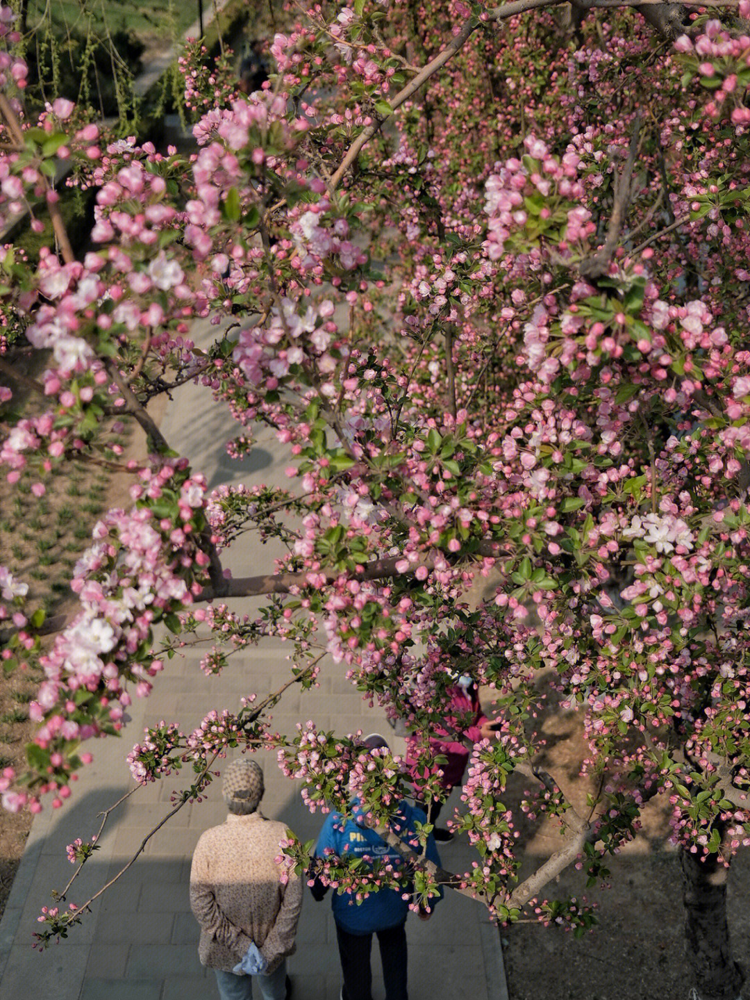 北京海棠花溪开花时间图片