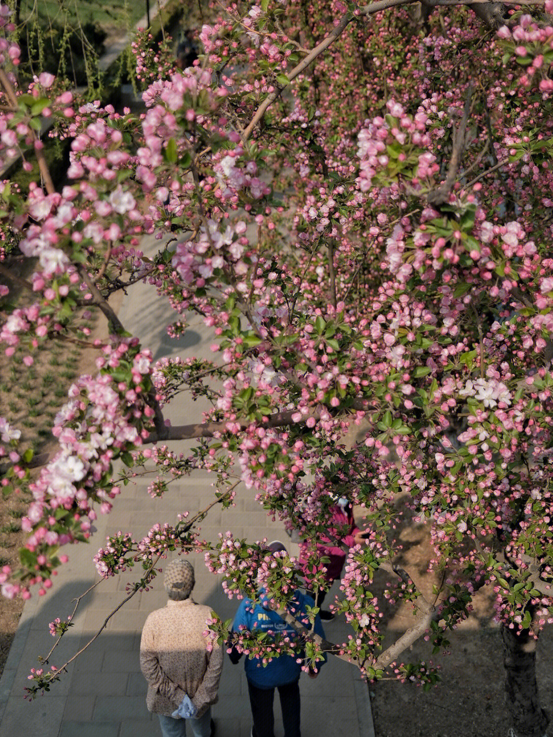 北京海棠花溪简介图片