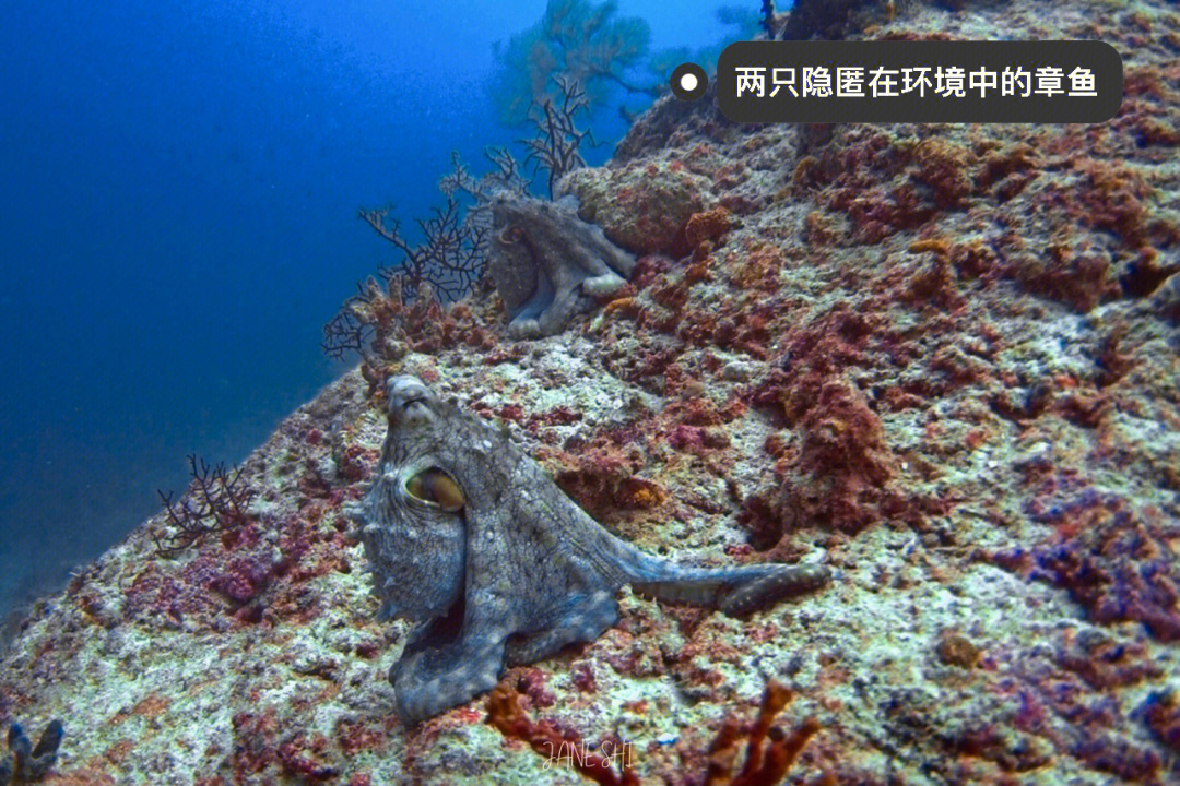 海洋科普软体动物智商天花板章鱼