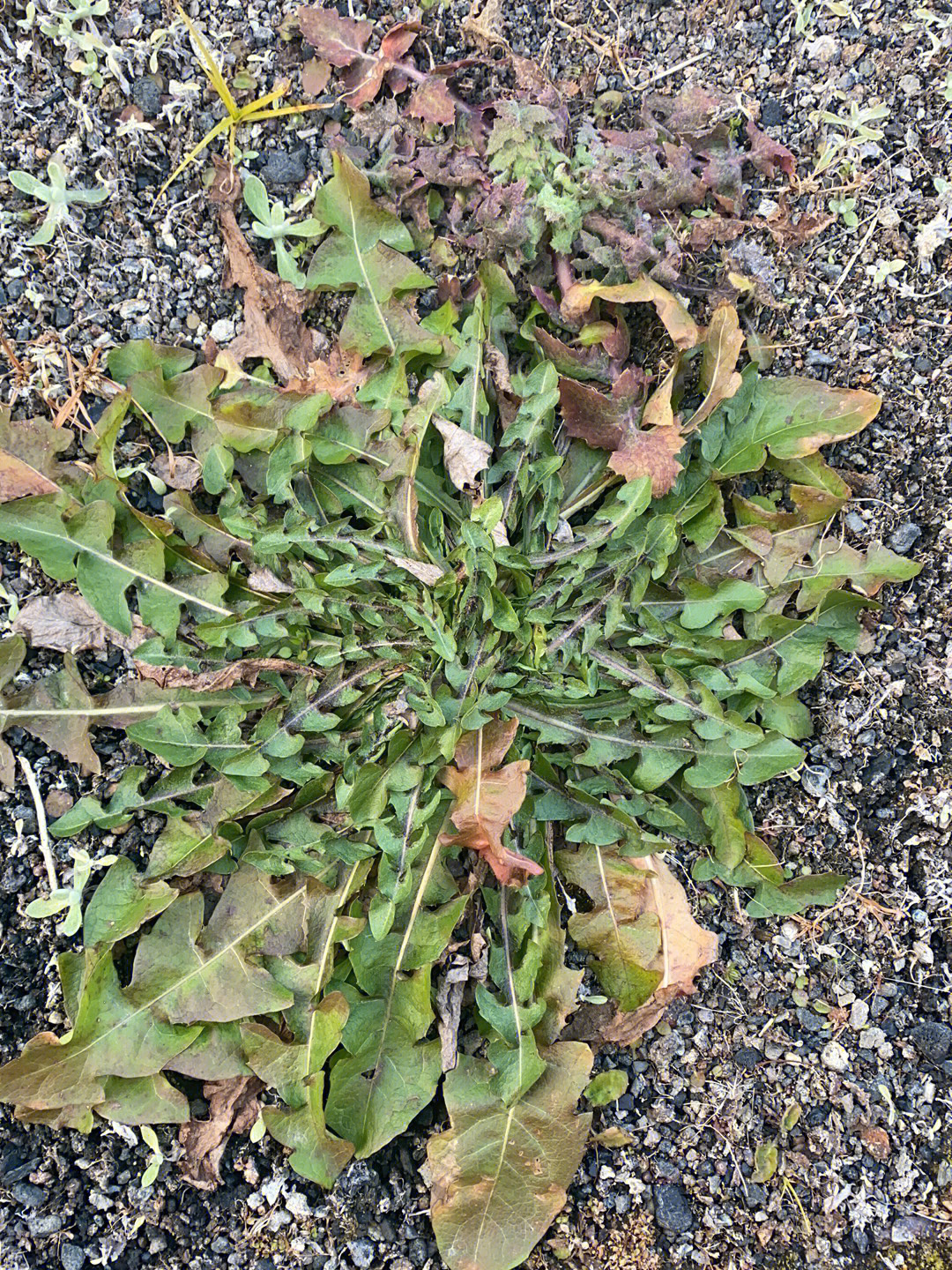 假荠荠菜图片 婆婆丁图片