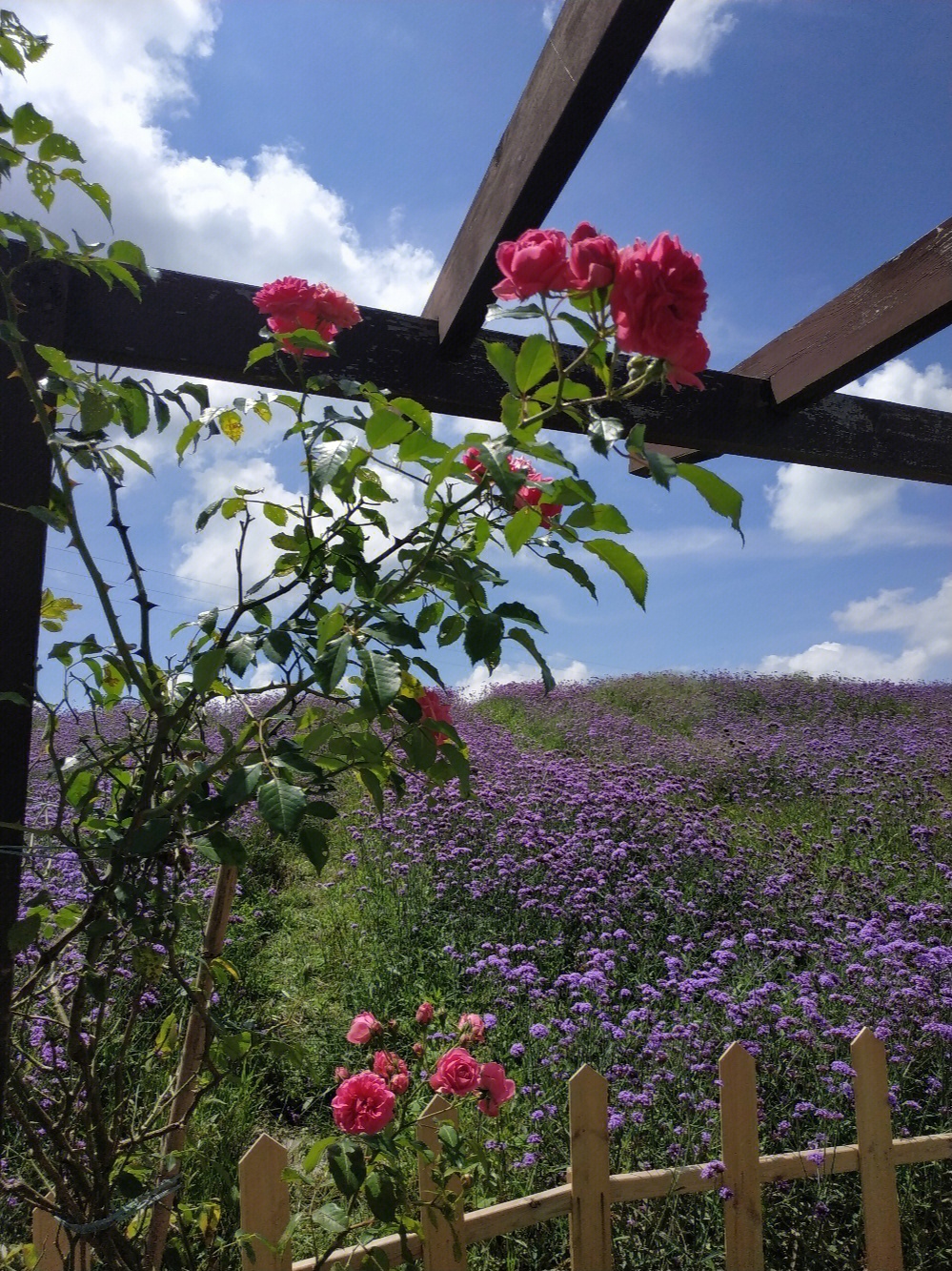 贵阳花溪高坡花海