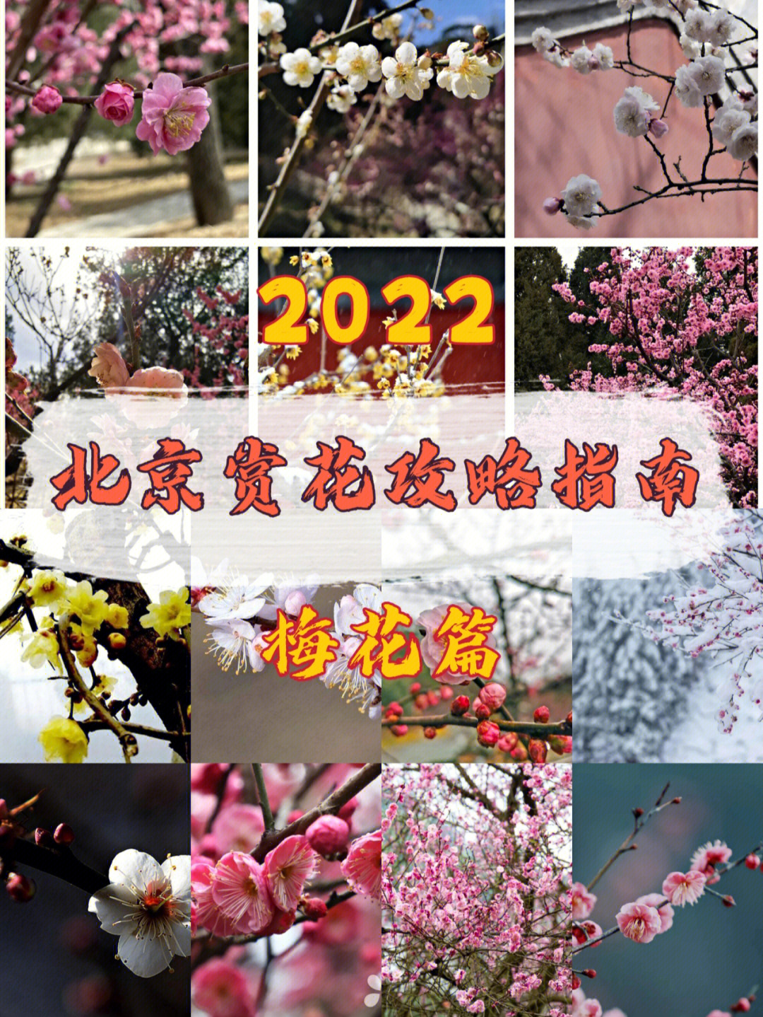 2022北京春季赏花攻略梅花篇