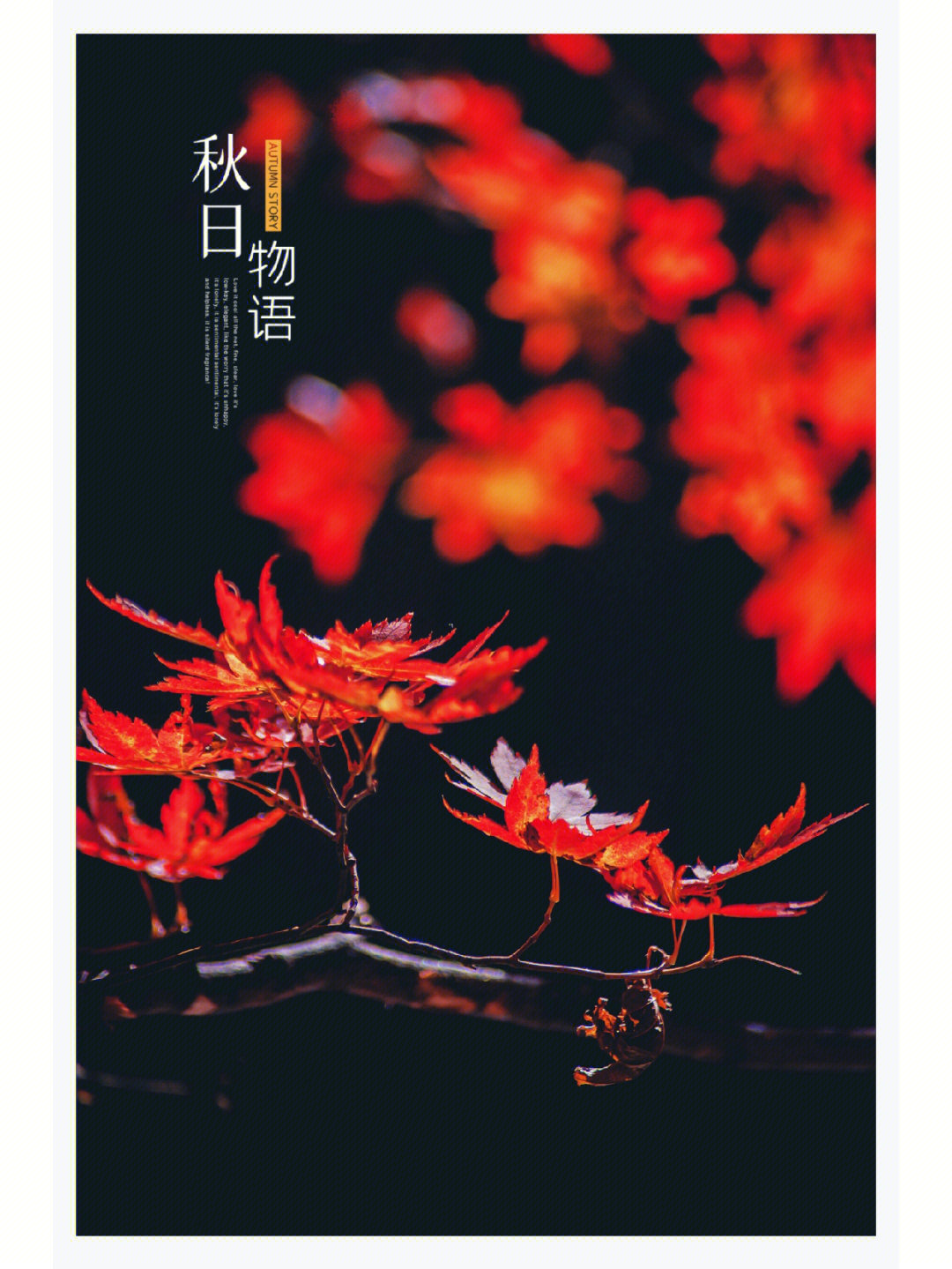 木子枫叶丹图片