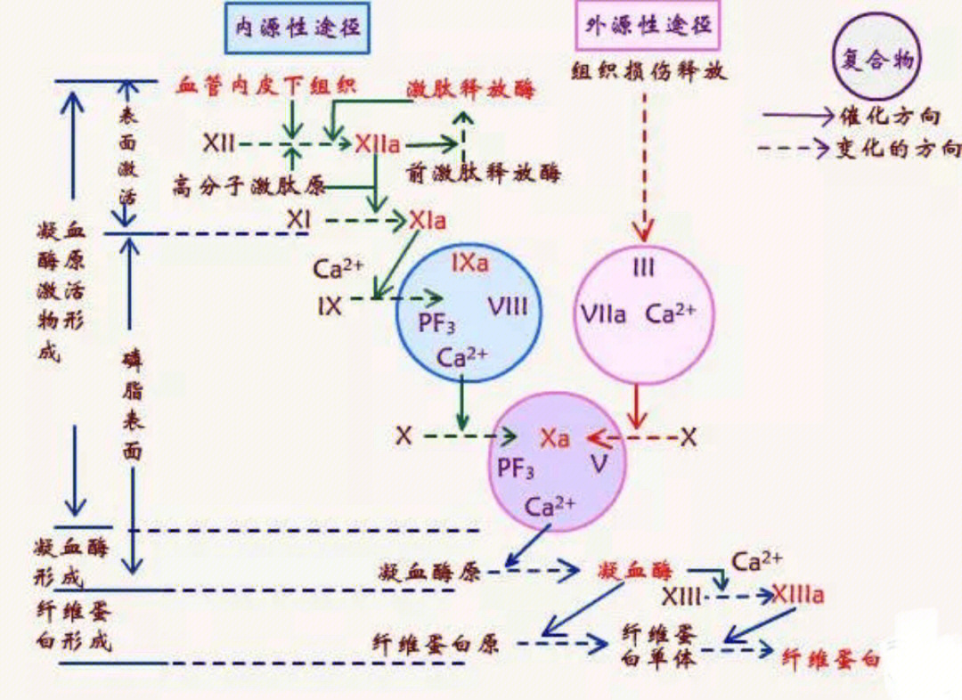 凝血七项的临床意义