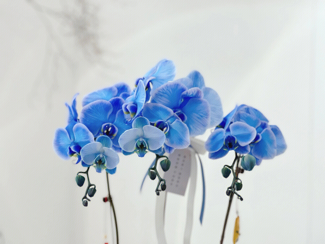 蓝色蝴蝶兰的寓意图片