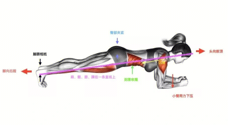 平板支撑竖脊肌图片