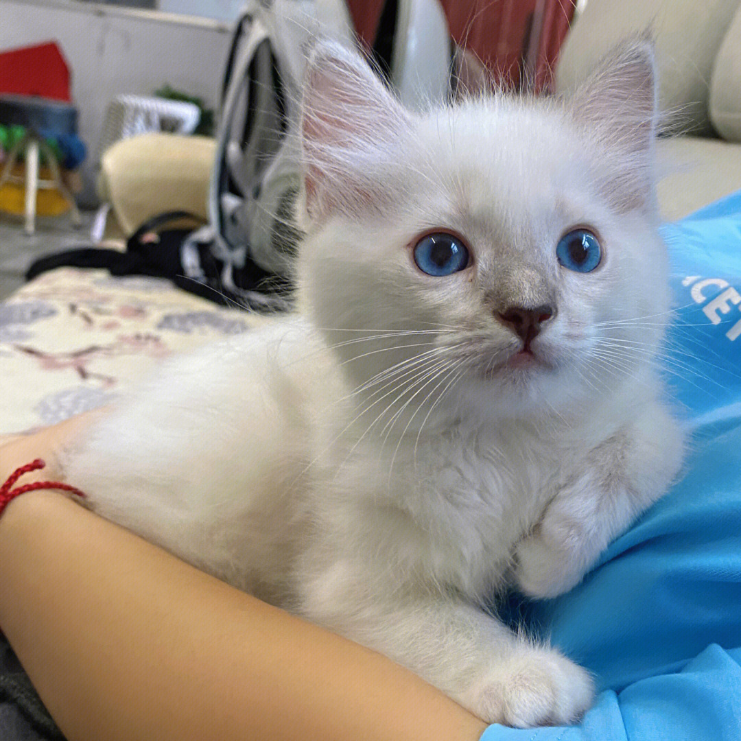 蓝眼睛布偶猫养猫日常