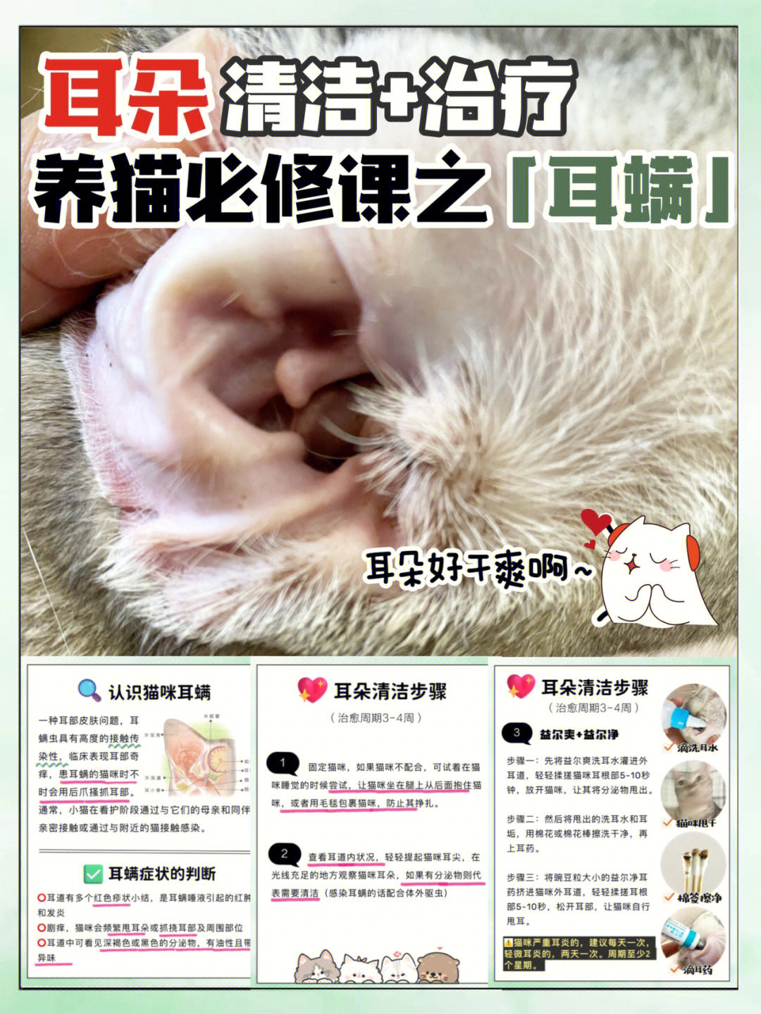 9799认识猫咪耳螨耳螨是一种耳部皮肤问题,耳螨虫具有高度的接触