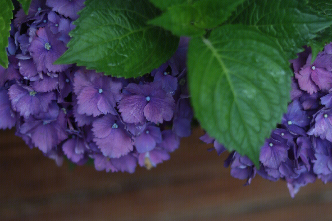 蓝色紫阳花花语图片