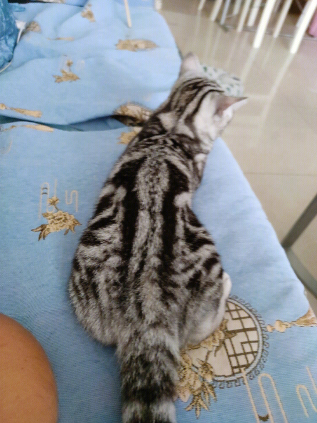虎斑猫背部的花纹图片图片
