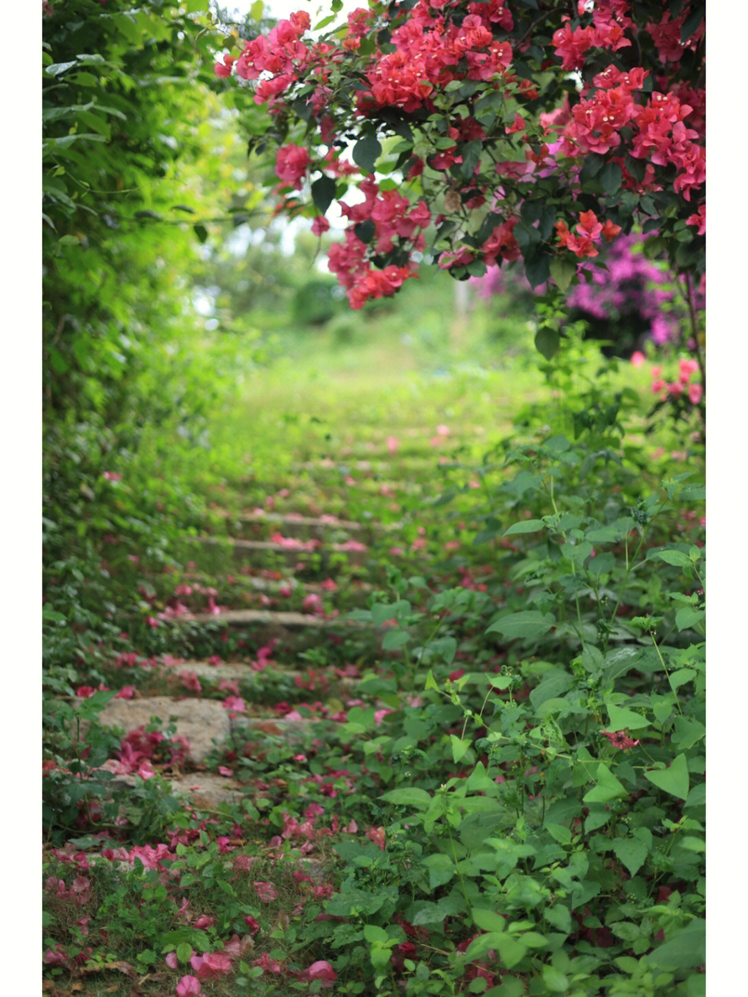 墙花路柳图片