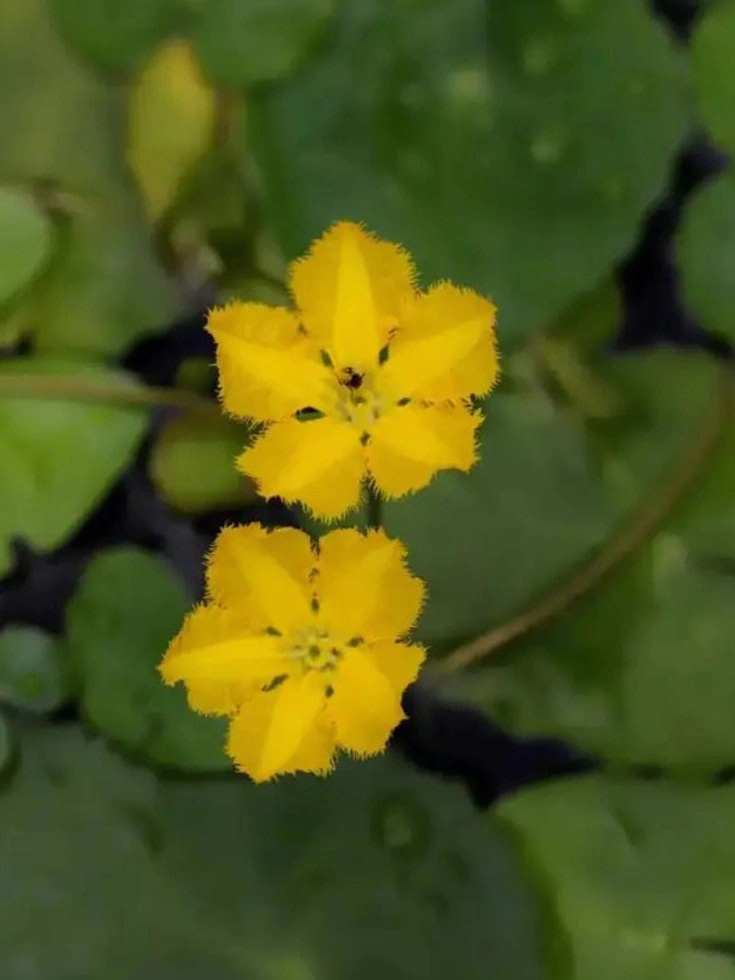 原来诗经里的荇菜长这样