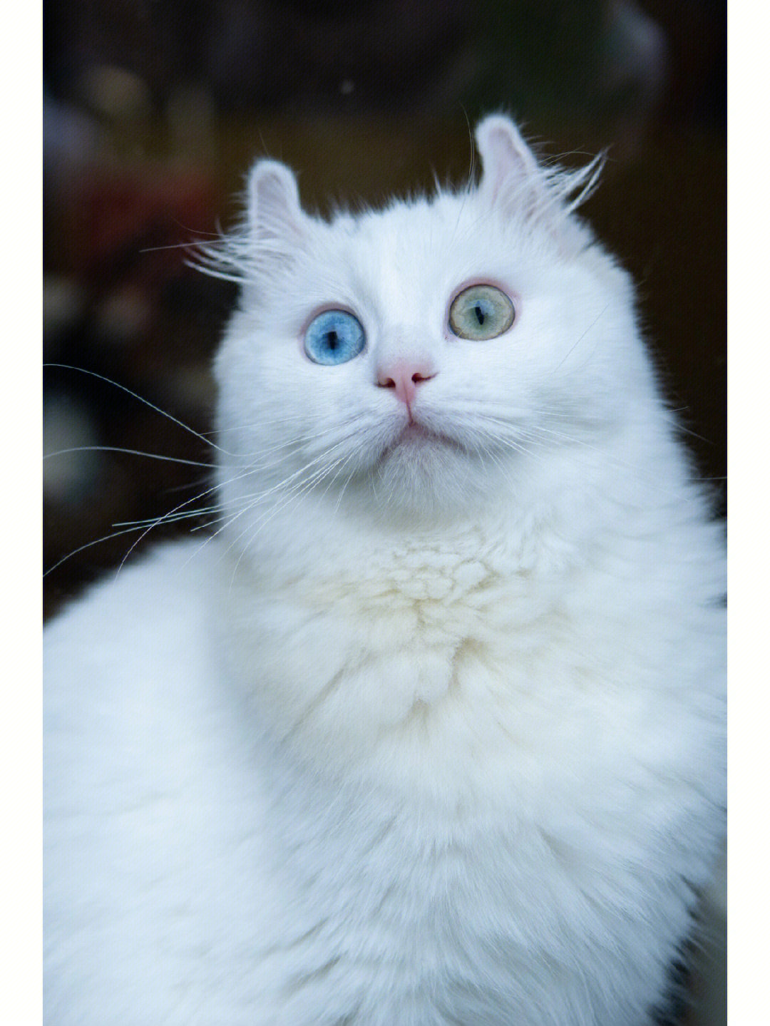 异瞳猫猫