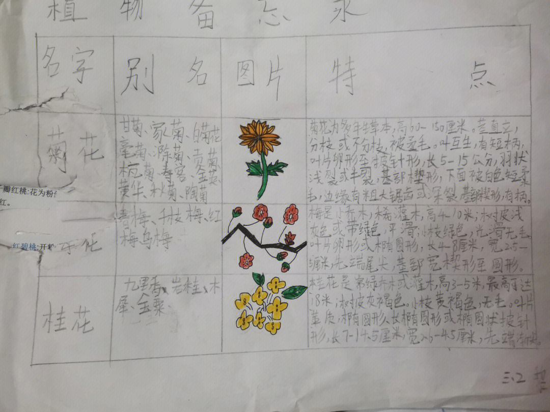 三年级植物菊花记录卡图片